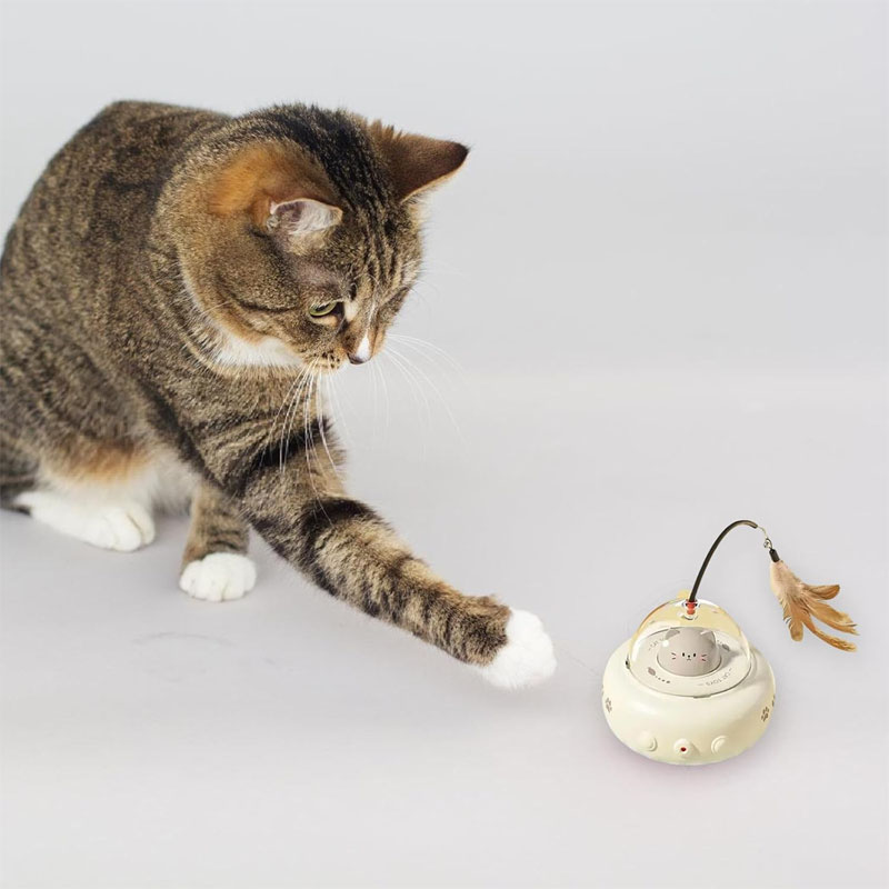 cat toys