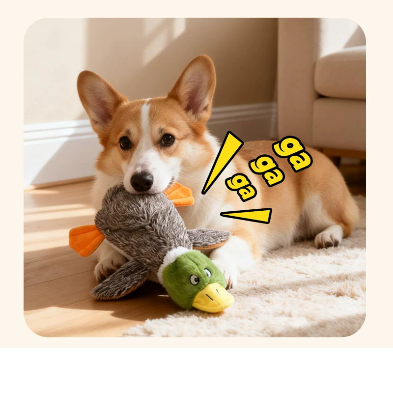 dog toy