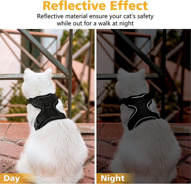 cat harness and leash
