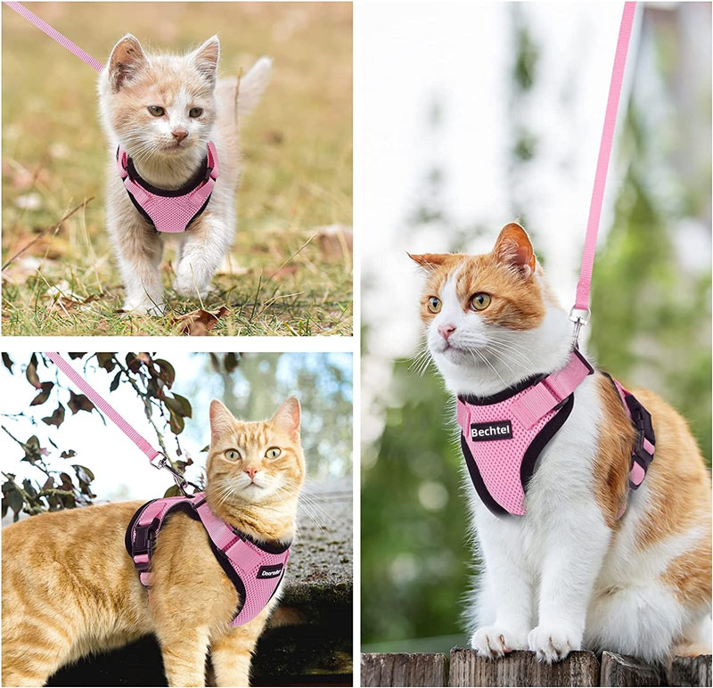 cat harness and leash