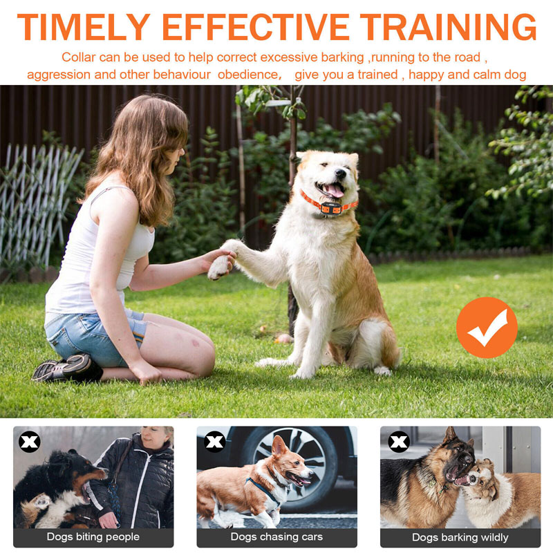 dog training collars