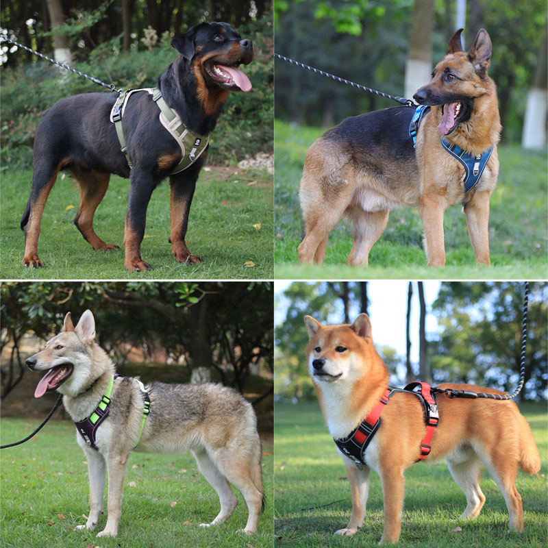 dog coats